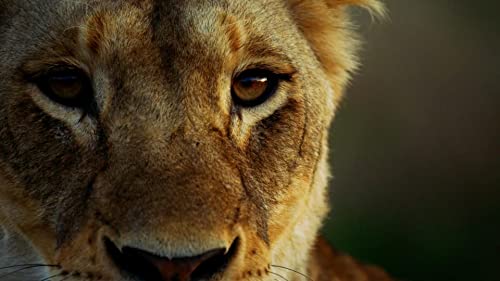 فيلم Malika the Lion Queen 2021 مترجم
